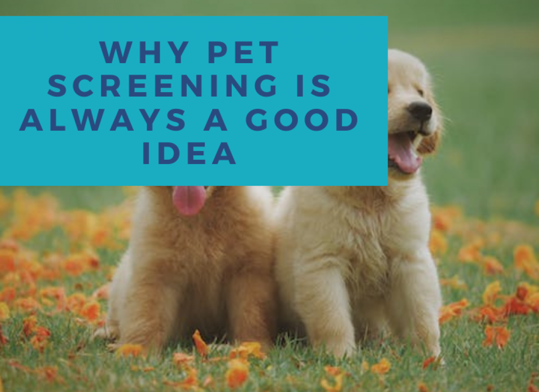 Why Pet Screening is Always a Good Idea